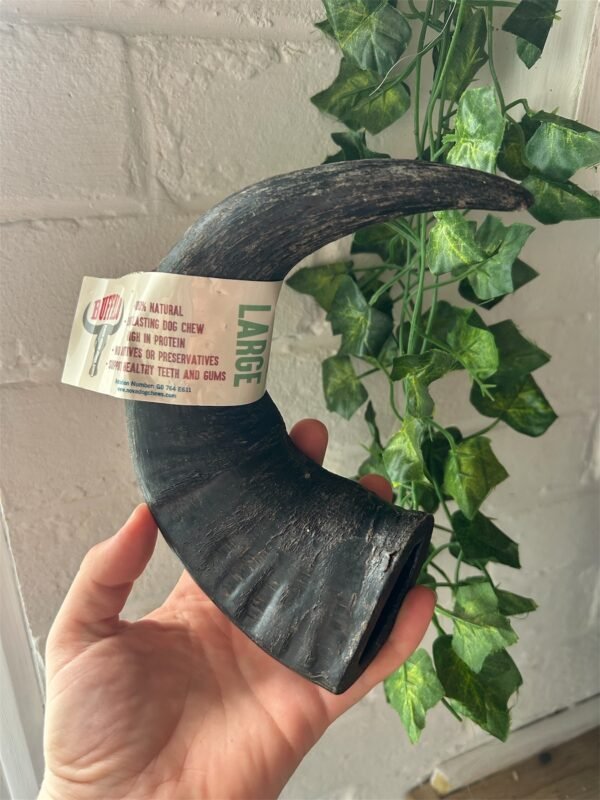 Buffalo Horn (Large)